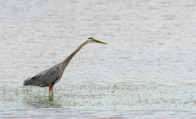 Great blue heron (Ardea herodias).  Large wading bird in the heron family Ardeidae, hunts for fish...
