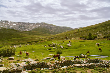 Fototapeta na wymiar Herd of wild horses on a beautiful green meadow in Corsica mountains