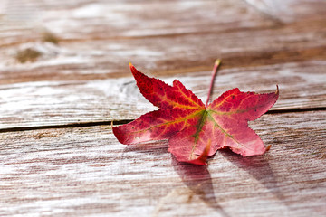 Crimson Autumn Leaf