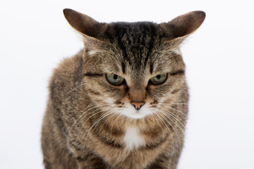 close-up of grey cat with stripes and letter M looks angrily from above on white background