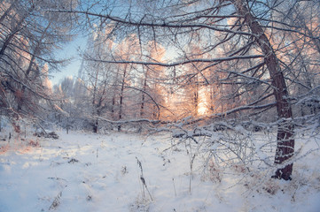 beautiful winter landscape, snowy forest on a sunny day, fish eye distortion, tall snowy trees with a blue sky