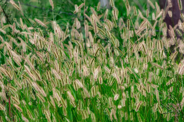 Flor do Capim Chorão IMG_8736