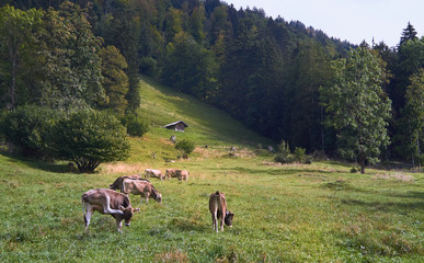 Animals Grazing in the Mountains