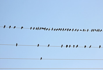 전선에 비둘기떼