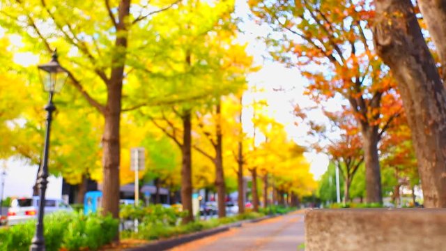 横浜のイチョウ並木