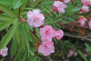 pink oleander