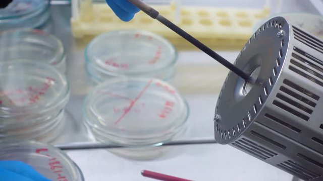 Scientist transplants bacteria to a new Petri dish. Isolation of a new strain of bacteria. Isolation of dangerous bacteria.