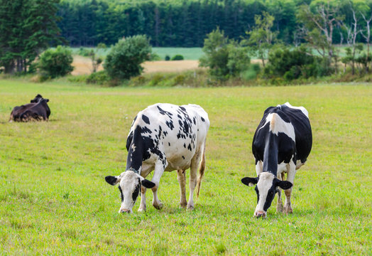 Pair of Holstein Friesians dairy cows grazing in a meadow.  These cows are known as the world's highest production dairy animals.
