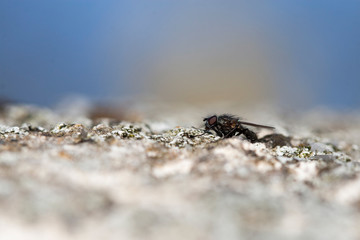 mouche au repos fly