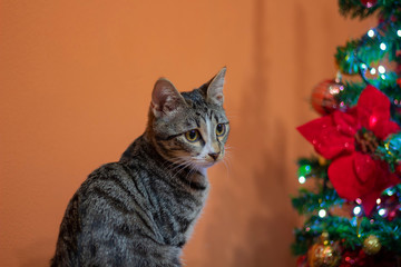 Very cute female cat wish you merry Christmas! 