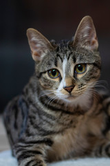 Cute and adorable cat in my home