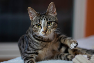 Cute and adorable cat in my home