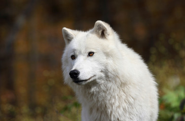 Obraz premium arctic wolf during fall