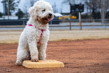 dog playing baseball