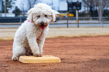 dog plays baseball