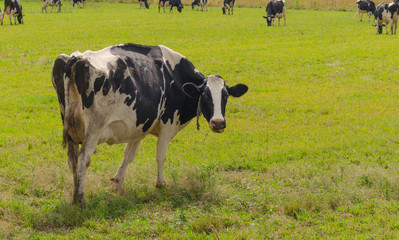 Holstein Friesians dairy cow grazing in a meadow.  This one looking at the camera.  These cows are known as the world's highest production dairy animals.