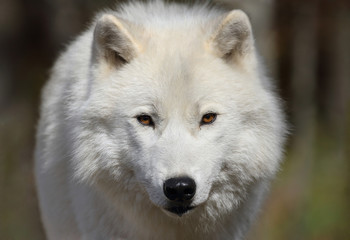 Obraz na płótnie Canvas face of white wolf