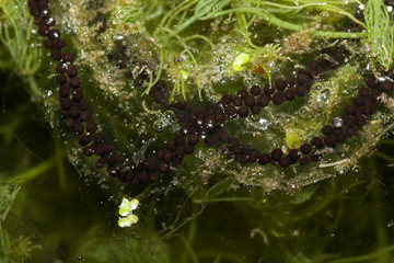 oeufs de bufo bufo cordon eggs