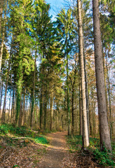 Fototapeta premium Fichten im Wald