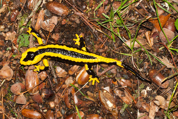 salamandre en sous bois