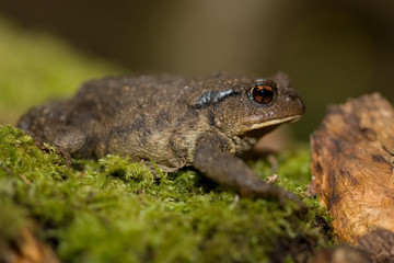gros plan bufo bufo commun