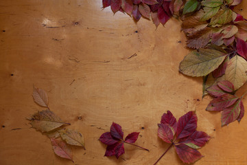 Naklejka na ściany i meble colorful leaves on wooden background red green