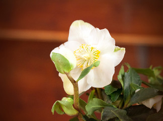 Beautiful white flower in brown metallic pot isolated on brown background