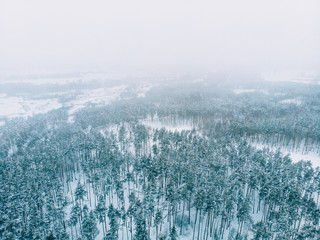 Aerial drone view of winter forest in fog, beautiful snowy nature landscape panorama