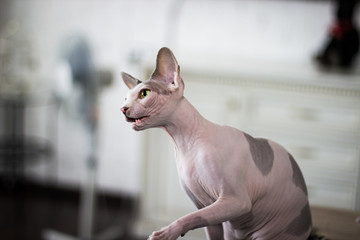 Cat sphinx