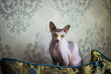 Cat sphinx