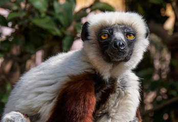 Coquerels lemur in tree