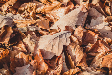 Laubblätter im Herbst