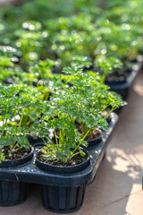 Saplings in the greenhouse.  closeup of young leaves of herbs, fresh spring background..