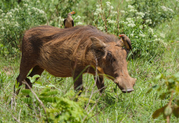 Warthog with passengers