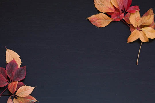 Fototapeta colorful leaves on black red green yellow