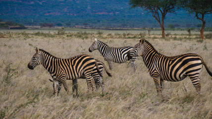 Watchful Zebra Herd