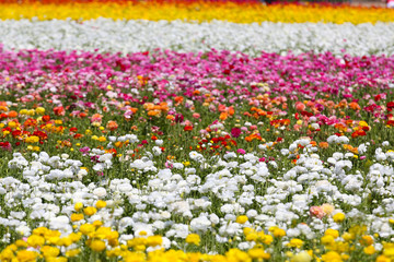 Colorful Flower fields in Carlsbad California