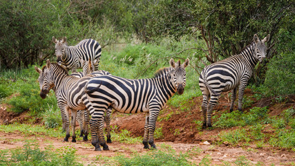 Fototapeta na wymiar Watchful Zebra Herd