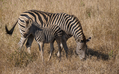 Fototapeta na wymiar Zebra mother and calf