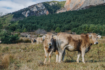 cows on a pasture