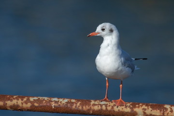 Lachmöwe