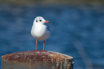 Lachmöwe