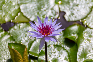 Water lily, Grand Cayman