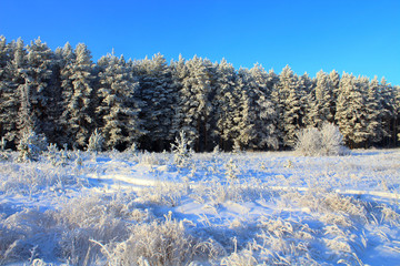 Beautiful view of the snowy forest and the field. Winter forest covered with snow. Background. Landscape.