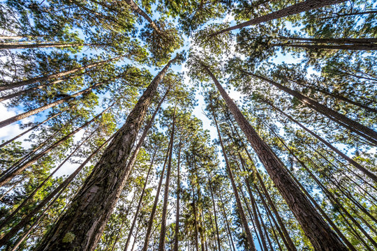 Bottom view of tall pine trees in evergreen forest. Beautiful Pine Forest from below view. Pine trees are high into the sky, Nature background, selective focus