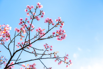 Cherry blossom against blue sky and white clouds