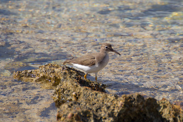 Sandpiper South Sound beach, Cayman Islands