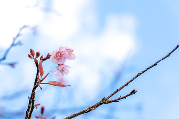 Cherry blossom against blue sky and white clouds