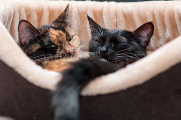 cat bed with sleeping cats close-up