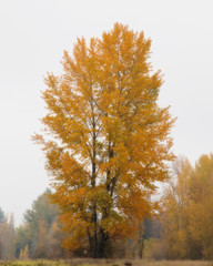 Fall Tree